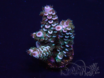 WYSIWYG Acropora 15R9 Mariculture acclimaté led