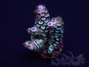 WYSIWYG Acropora 15R9 Mariculture acclimaté led