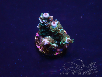 WYSIWYG Acropora 15R11 Marikultur unter LED akklimatisiert