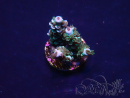 WYSIWYG Acropora 15R11 Mariculture acclimaté led
