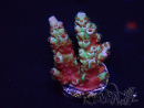WYSIWYG Acropora 15S3 Mariculture acclimaté led