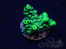 WYSIWYG Acropora 15S5 Mariculture acclimaté led