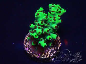 WYSIWYG Acropora 15S9 Mariculture acclimated under LED