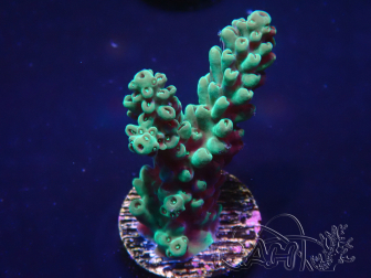 WYSIWYG Acropora 15S12 Mariculture acclimaté led