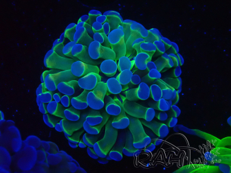 WYSIWYG Euphyllia paraancora HOLOGRAM (Mariculture acclimaté sous LED) 4F4