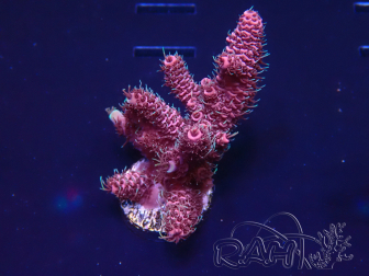 WYSIWYG Acropora 15T4 Mariculture acclimated under LED