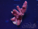 WYSIWYG Acropora 15T4 Maricultuur geacclimatiseerd onder LED