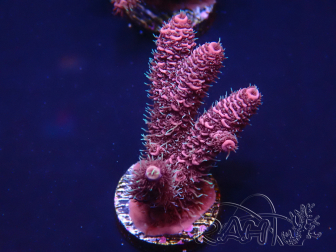 WYSIWYG Acropora 15T6 Mariculture acclimaté led