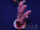 WYSIWYG Acropora 15T6 Mariculture acclimaté led