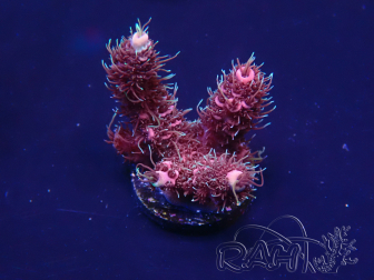 WYSIWYG Acropora 15U1 Mariculture acclimaté led