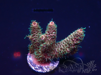 WYSIWYG Acropora 15U6 Mariculture acclimaté led