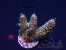 WYSIWYG Acropora 15U6 Mariculture acclimaté led