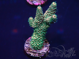 WYSIWYG Acropora 15U8 Mariculture acclimaté led
