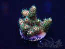 WYSIWYG Acropora 15U10 Marikultur unter LED akklimatisiert
