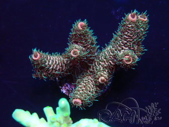WYSIWYG Acropora 15V3 Mariculture acclimaté led
