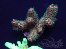 WYSIWYG Acropora 15V3 Mariculture acclimaté led