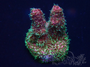 WYSIWYG Acropora 15W5 Mariculture acclimaté led