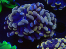 WYSIWYG Euphyllia paradivisa (Mariculture acclimaté sous LED) 4H2