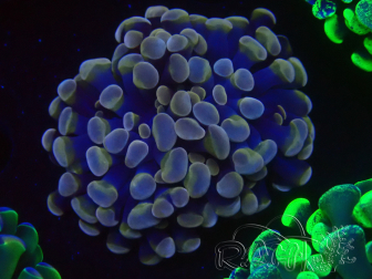 WYSIWYG Euphyllia paraancora (Mariculture acclimaté sous LED) 4H5
