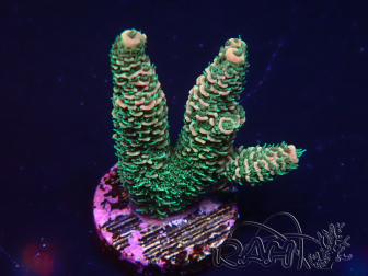 WYSIWYG Acropora tortuosa 15X12 Mariculture acclimaté led