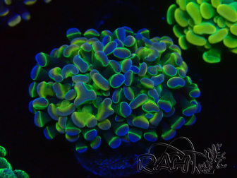 WYSIWYG Euphyllia paraancora (Mariculture acclimaté sous LED) 4I6