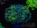 WYSIWYG Euphyllia paraancora (Mariculture acclimaté sous LED) 4I6