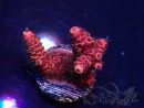 WYSIWYG Acropora 15Y6 Maricoltura acclimatata sotto LED