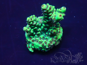 WYSIWYG Acropora 15H11 Mariculture acclimated under LED