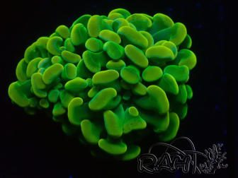 WYSIWYG Euphyllia paraancora (Maricultuur geacclimatiseerd onder LED) 4J7