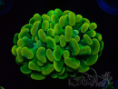 WYSIWYG Euphyllia paraancora (Mariculture acclimated under LED) 4J8