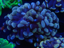 WYSIWYG Euphyllia paradivisa (Mariculture acclimaté sous LED) 4H2