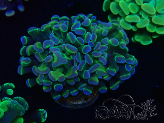 WYSIWYG Euphyllia paraancora (Mariculture acclimaté sous LED) 4I6