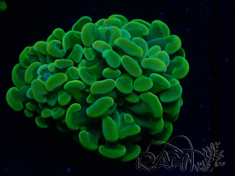 WYSIWYG Euphyllia paraancora (Mariculture acclimaté sous LED) 4J7