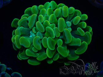 WYSIWYG Euphyllia paraancora (Mariculture acclimaté sous LED) 4M10