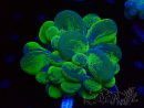 WYSIWYG Plerogyra sinuosa 3 (Skeleton 4 cm/Open 10 cm)