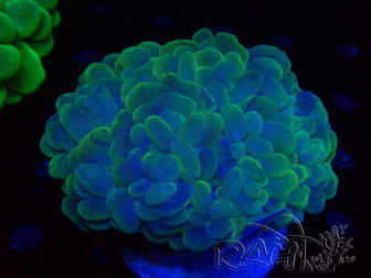 WYSIWYG Plerogyra sinuosa 8 (Skeleton 6 cm/Open 10 cm)