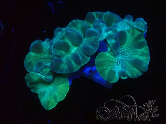 WYSIWYG Plerogyra 1 (Skeleton 5 cm/Open 8cm)