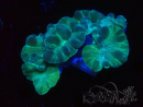 WYSIWYG Plerogyra 1 (Skeleton 5 cm/Open 8cm)