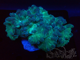WYSIWYG Plerogyra 3 (Skeleton 7 cm/Open 12 cm)