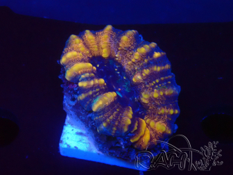 WYSIWYG Lobophyllia sp 20 (Skeleton 4 cm)