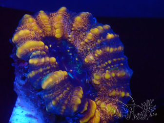 WYSIWYG Lobophyllia sp 20 (Skeleton 4 cm)