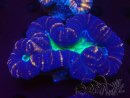 WYSIWYG Lobophyllia sp 22 (Skeleton 8 cm)