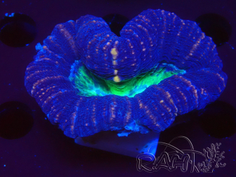 WYSIWYG Lobophyllia sp 24 (Skeleton 6 cm)