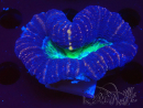 WYSIWYG Lobophyllia sp 24 (Skeleton 6 cm)