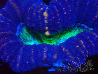 WYSIWYG Lobophyllia sp 24 (Skeleton 6 cm)