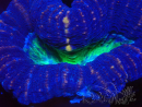 WYSIWYG Lobophyllia sp 24 (Skeleton 6 cm)