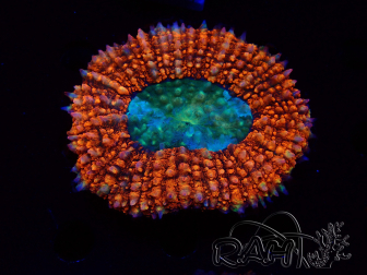 WYSIWYG Lobophyllia sp 25 (Skeleton 7 cm)
