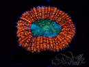 WYSIWYG Lobophyllia sp 25 (Skeleton 7 cm)