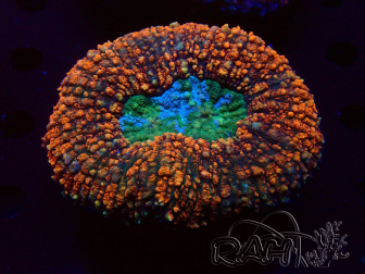 WYSIWYG Lobophyllia sp 27 (Skeleton 8 cm)