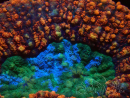 WYSIWYG Lobophyllia sp 27 (Skeleton 8 cm)